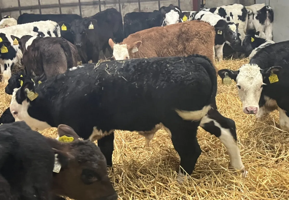 Calves For Sale - Image 3