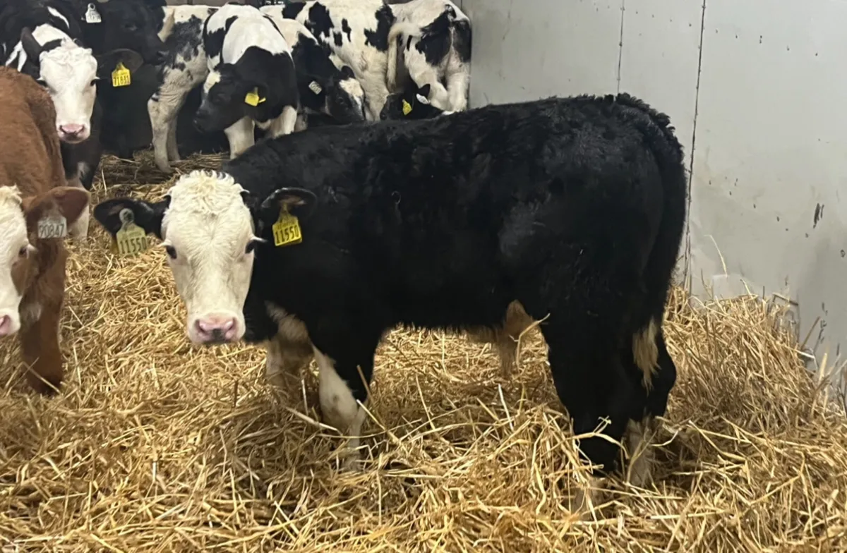 Calves For Sale - Image 4