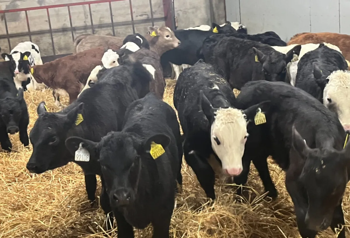 Large Selection of Calves - Image 1