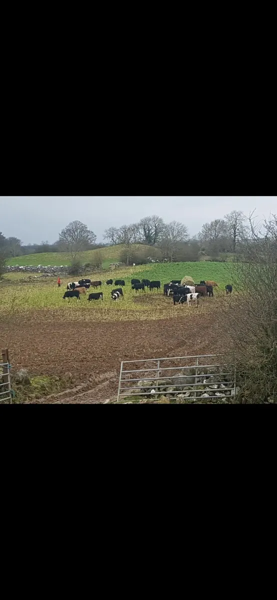 Bullocks - Image 4