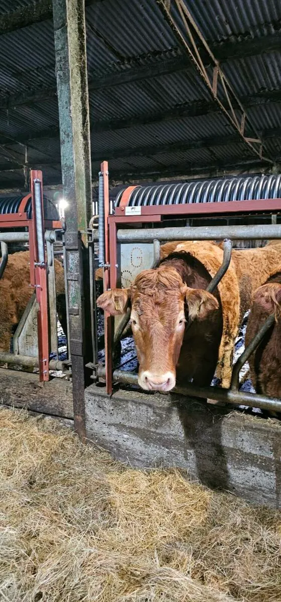 Swing Down Troughs, Fully Galvanised with Springs - Image 4