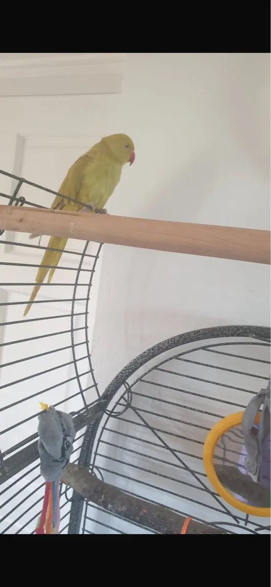 Handtame Indian Ringneck - Image 3