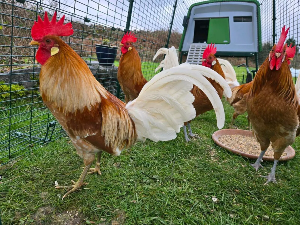 Rare Friesian Cockerells - Image 1