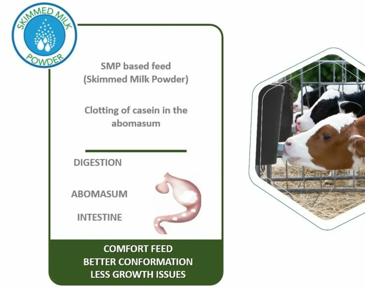 Calf Milk Replacer (Premium Quality & Performance) - Image 3