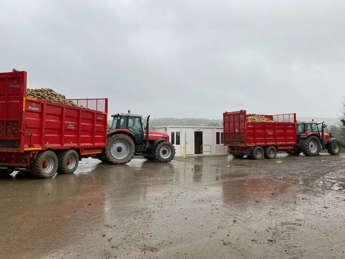 Washed Magnum Fodder beet - Image 2