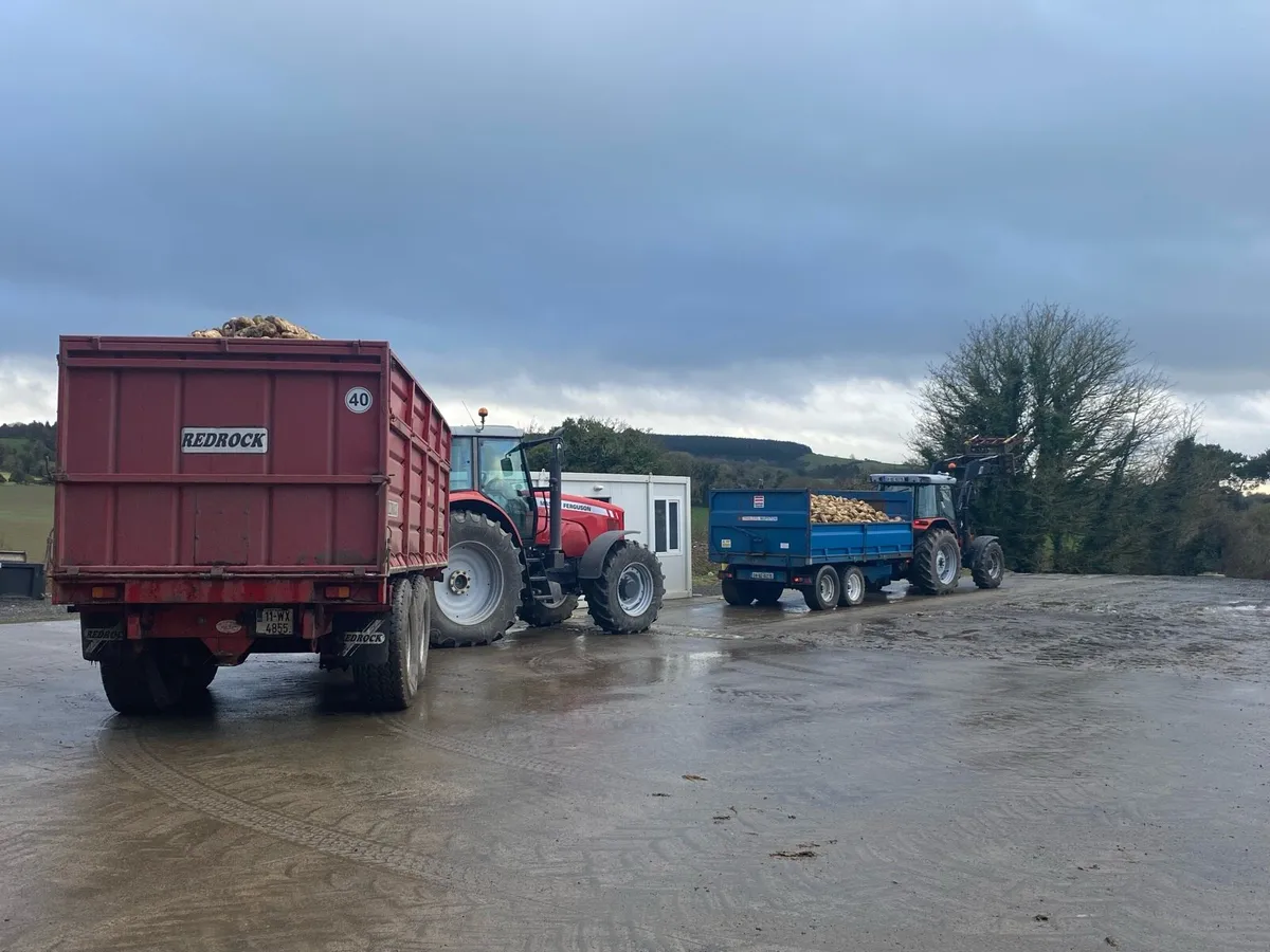 Washed Magnum Fodder beet - Image 3