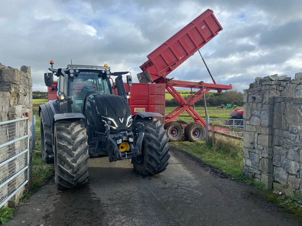 Washed Magnum Fodder beet - Image 4
