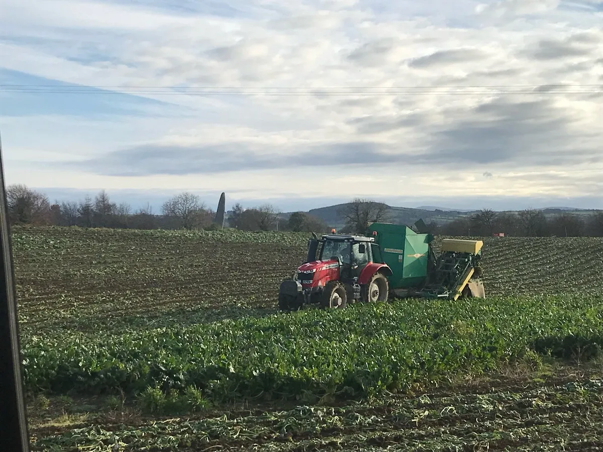 Washed Magnum Fodder beet - Image 1