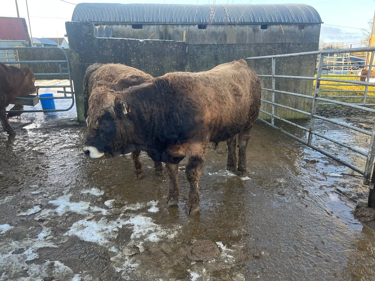 Pedigree Aubrac Bull - Image 1