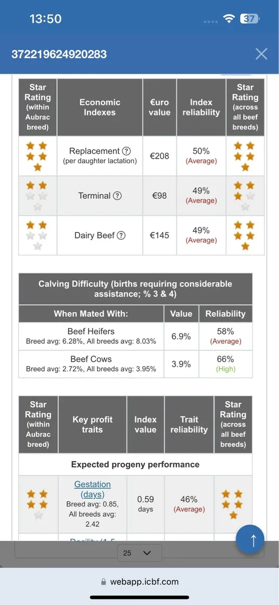 Pedigree Aubrac Bull - Image 2