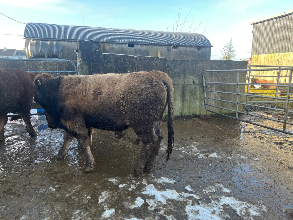 Pedigree Aubrac Bull - Image 4