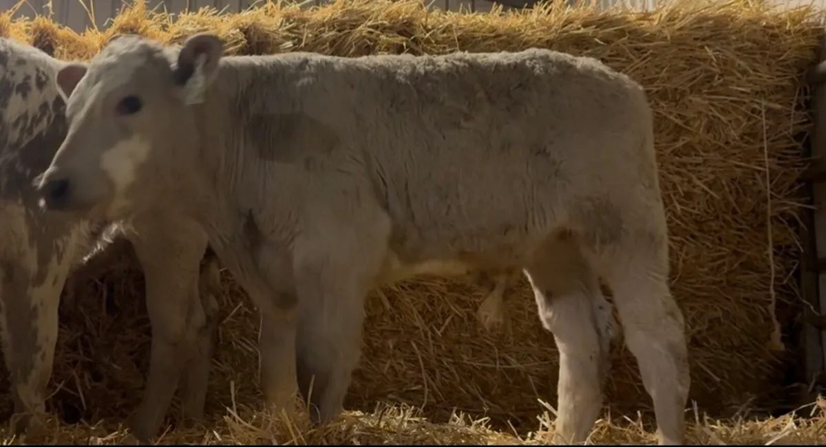 C&N calf supplying quality calves weekly - Image 4