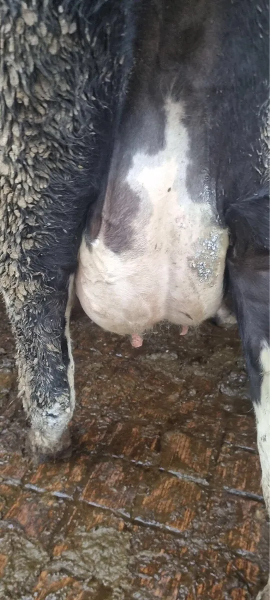 Calved Cows/Heifers For Sale - Image 1