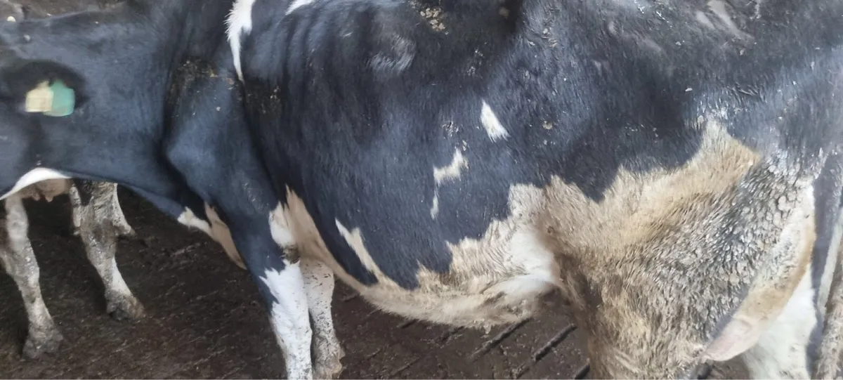 Calved Cows/Heifers For Sale - Image 2