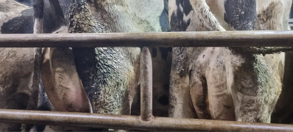 Calved Cows/Heifers For Sale - Image 4