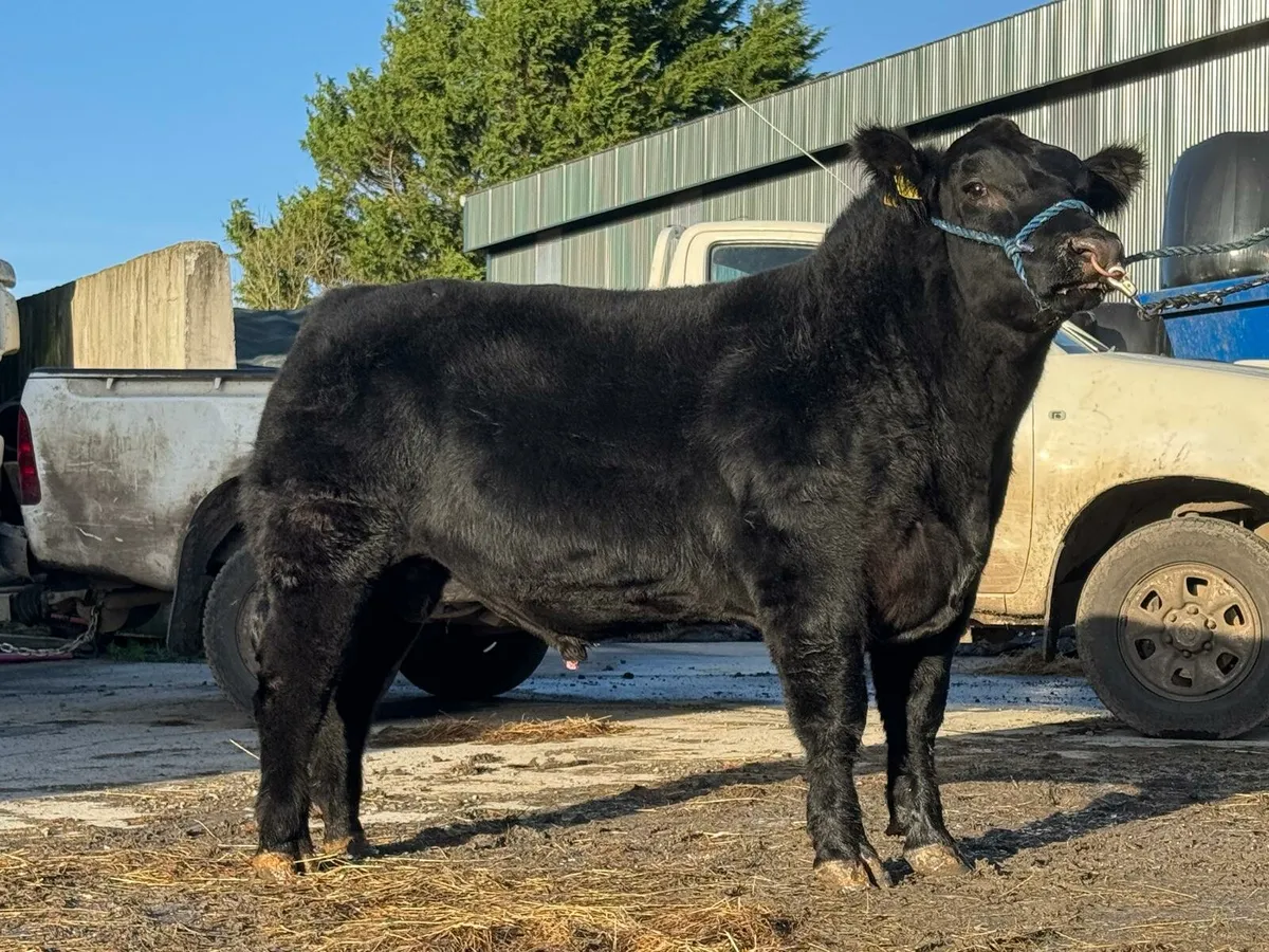 Angus Bulls - Image 3