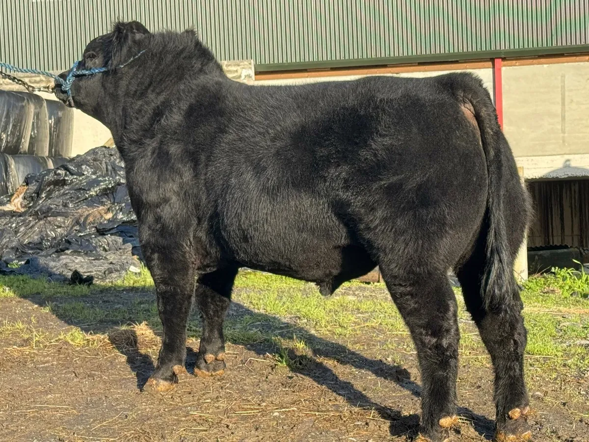 Angus Bulls - Image 1