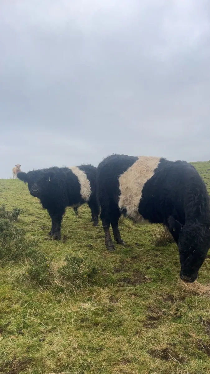 Galloway weanling bull - Image 3