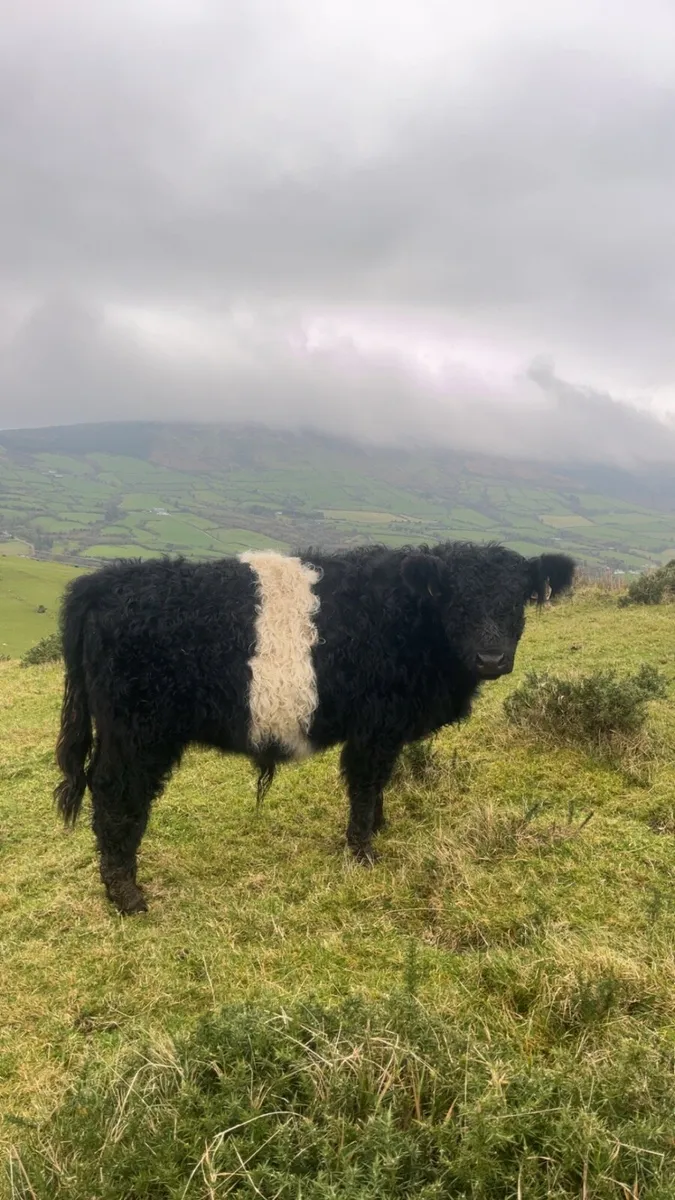 Galloway weanling bull - Image 1