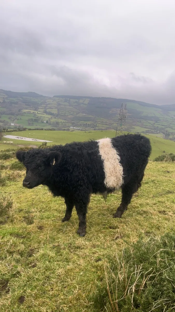 Galloway weanling bull - Image 2