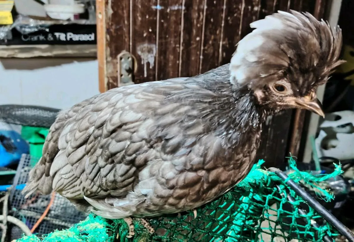 Polish chickens, wyadottes, ducks, orpingtons - Image 1