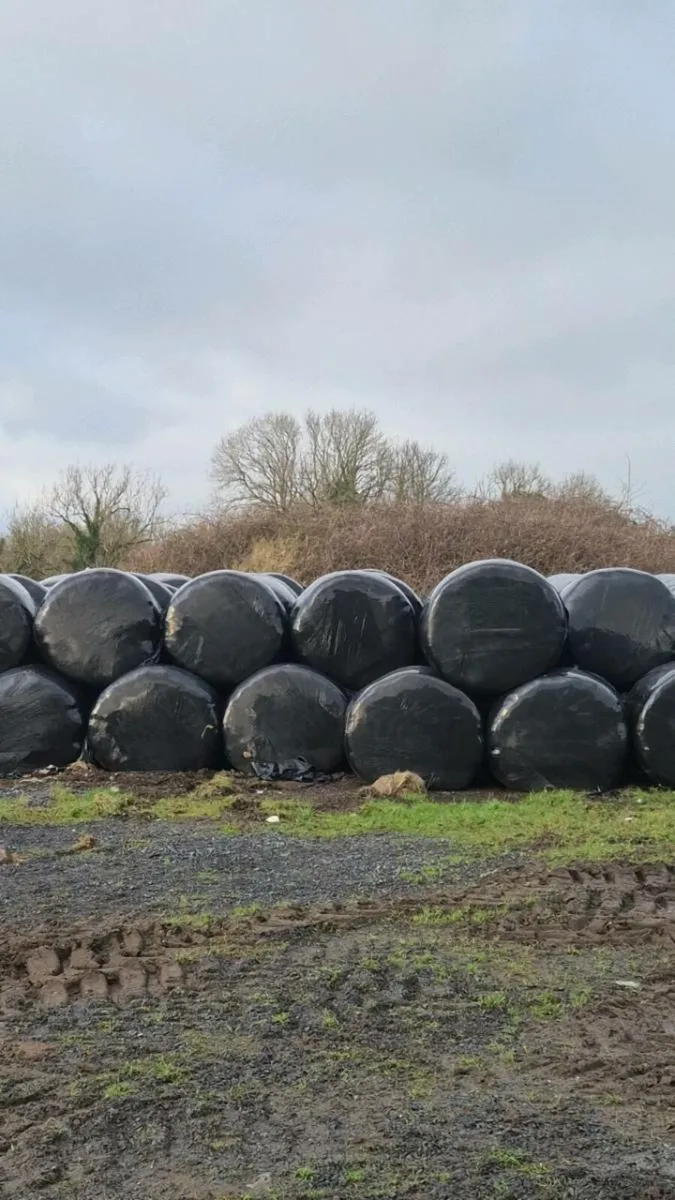 Silage - Image 1
