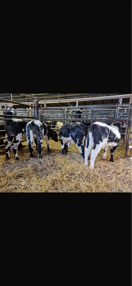 TOP DOLLAR For Christmas Calves 🔥🔥 - Image 1