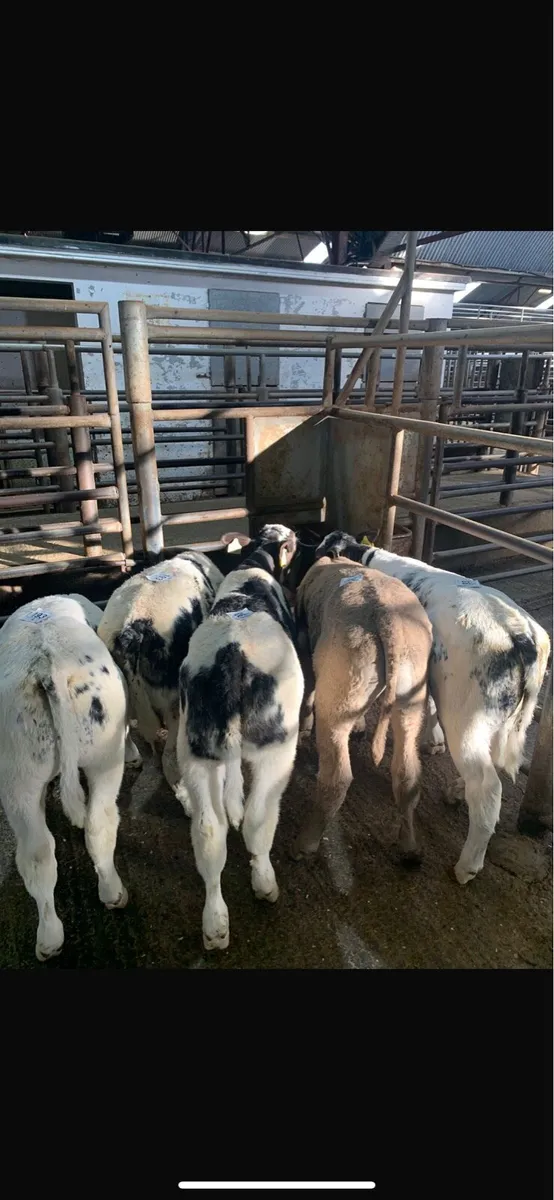 TOP DOLLAR For Christmas Calves 🔥🔥 - Image 2