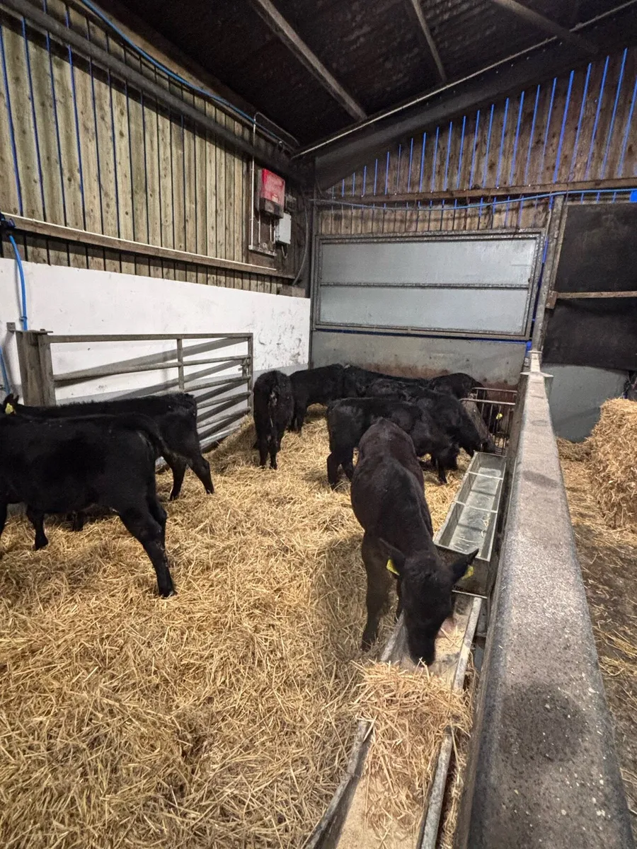 Angus heifers - Image 1