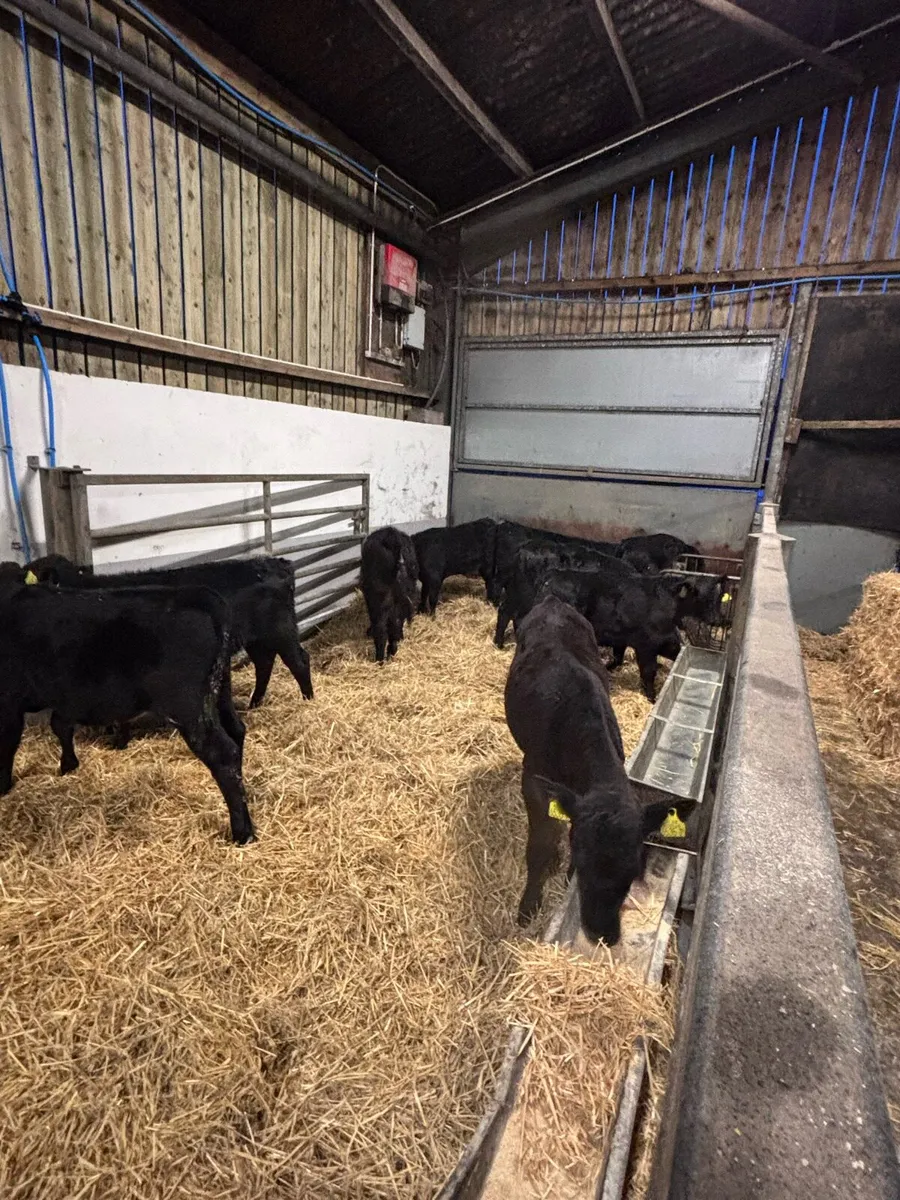 Angus heifers - Image 2