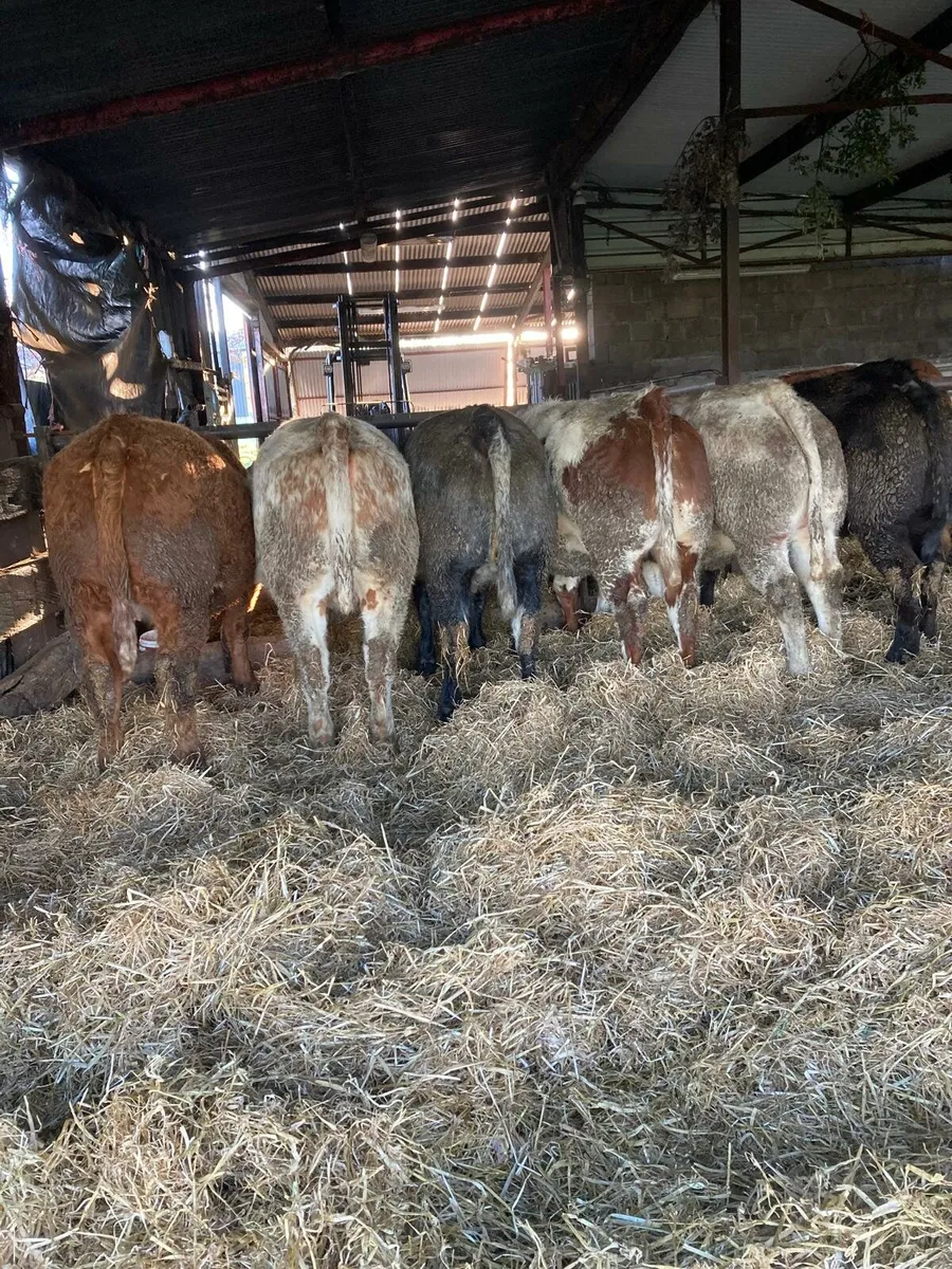 BBX LMX FIRST CALF HEIFERS CARRIGALLEN MART 19th - Image 1