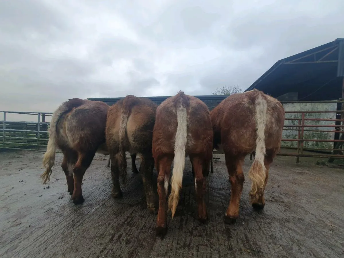 BBX LMX FIRST CALF HEIFERS CARRIGALLEN MART 19th - Image 2