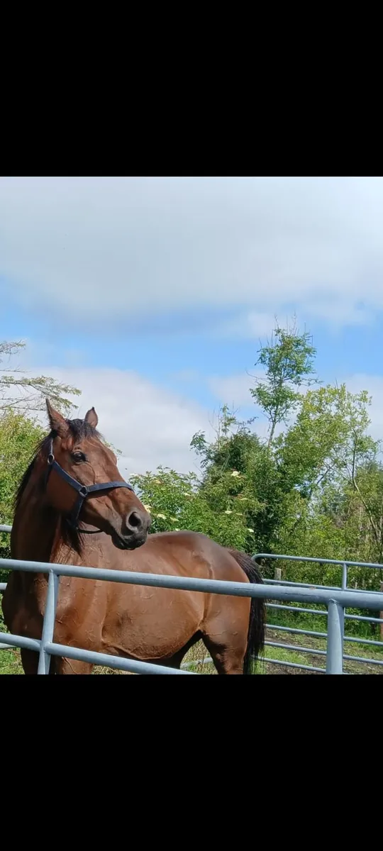 Beautiful sport horse 16 hands - Image 3