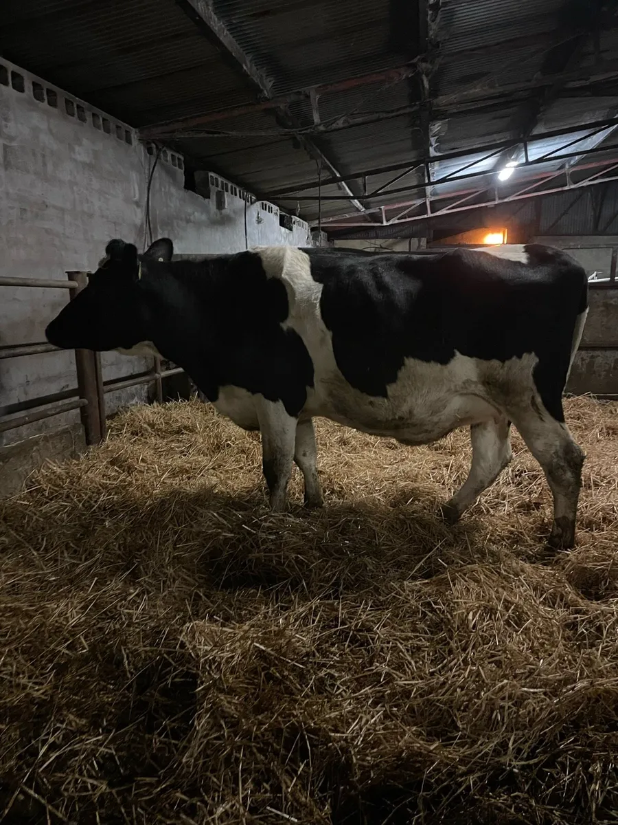 In calf Hefiers’s - Image 1