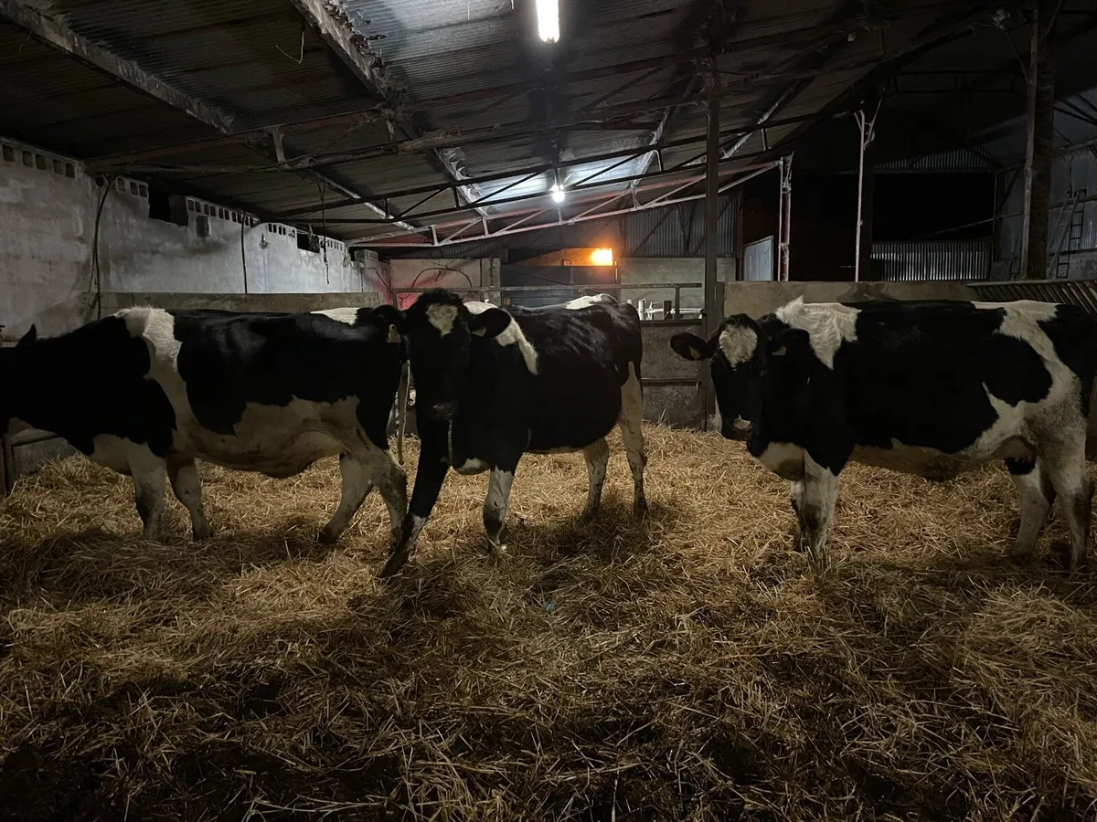 In calf Hefiers’s - Image 2