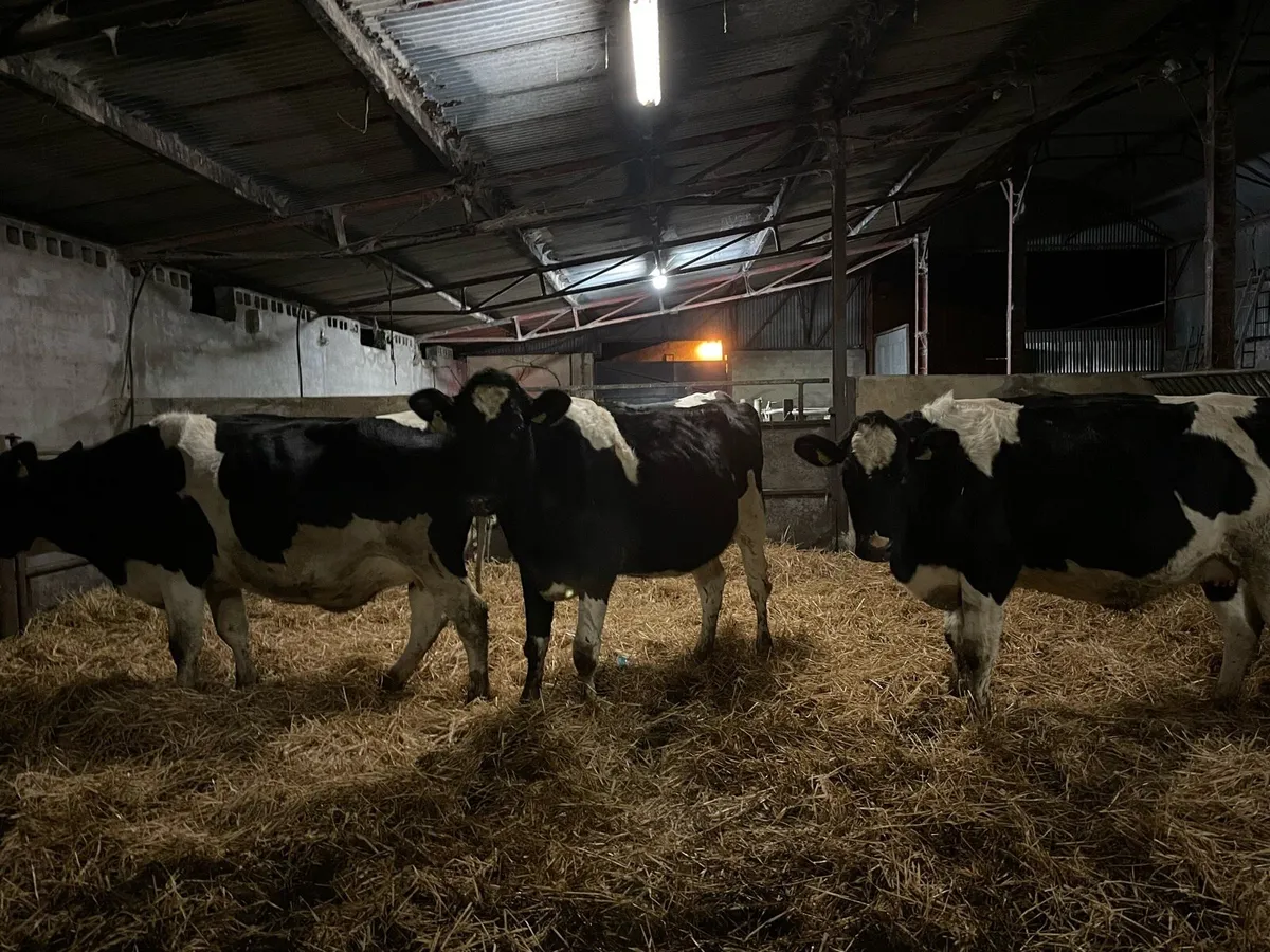 In calf Hefiers’s - Image 3