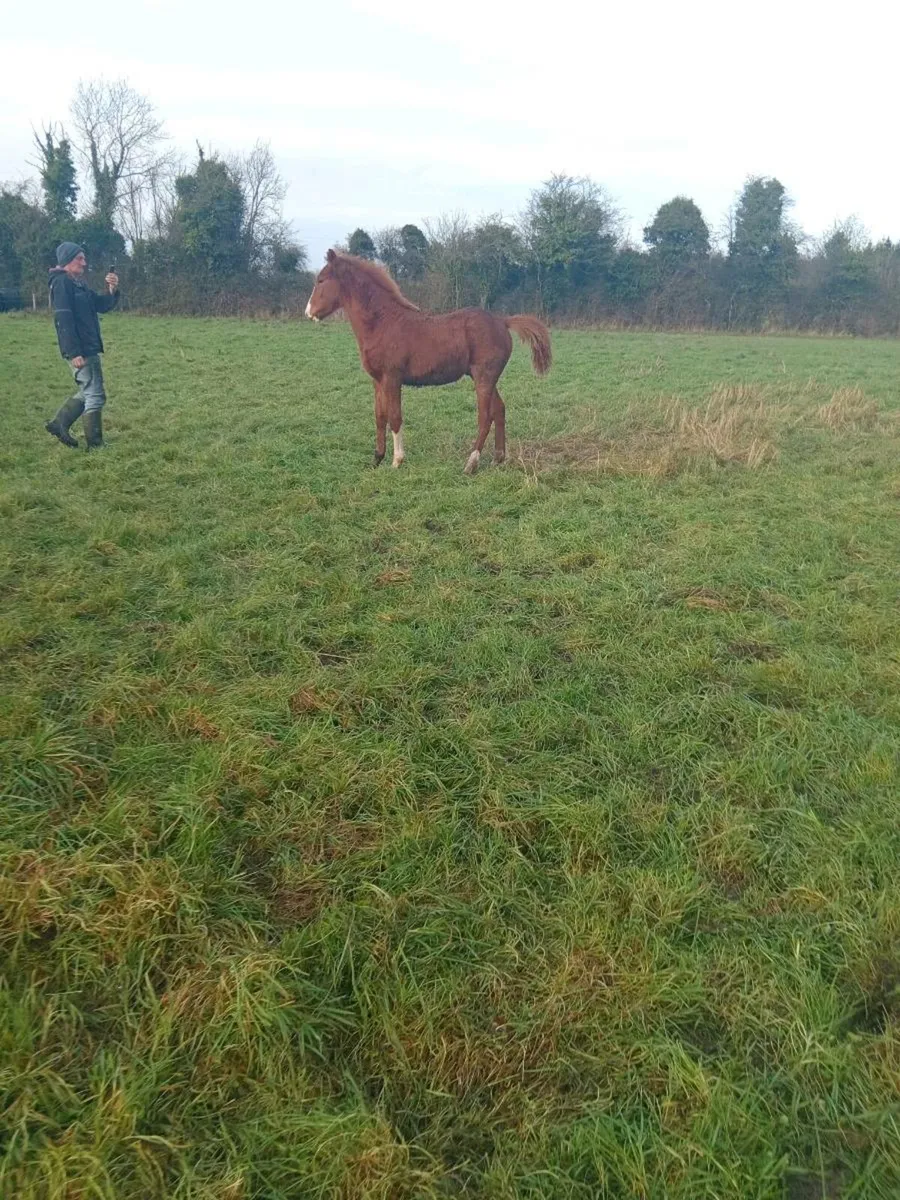 Colt Chestnut Foal - Image 3