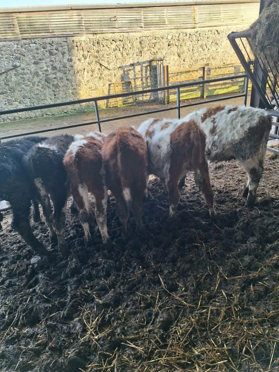 Weanlings - Image 2