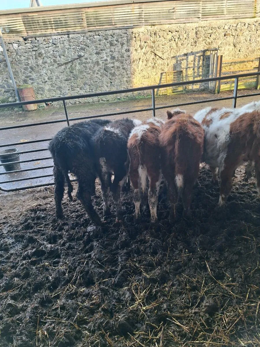Weanlings - Image 3
