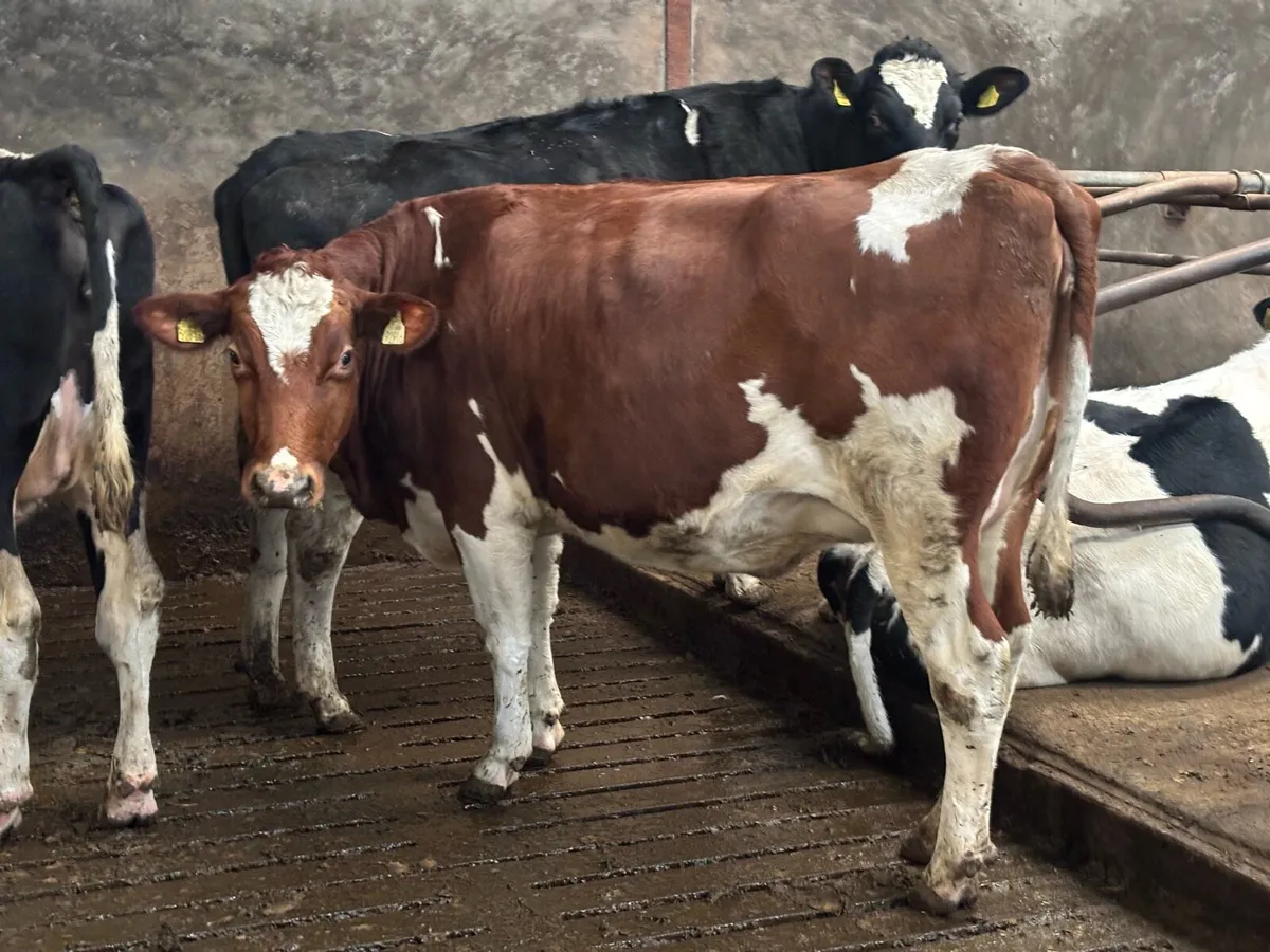 Holstein in calve heifers - Image 1
