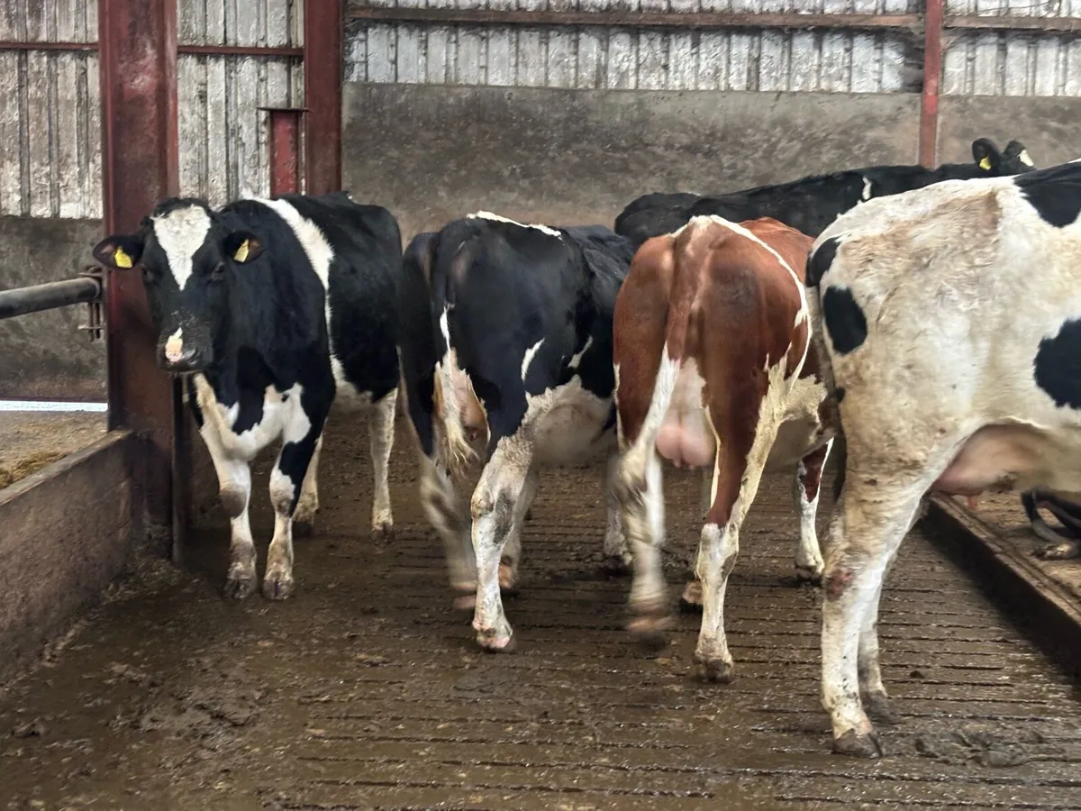 Holstein in calve heifers - Image 4