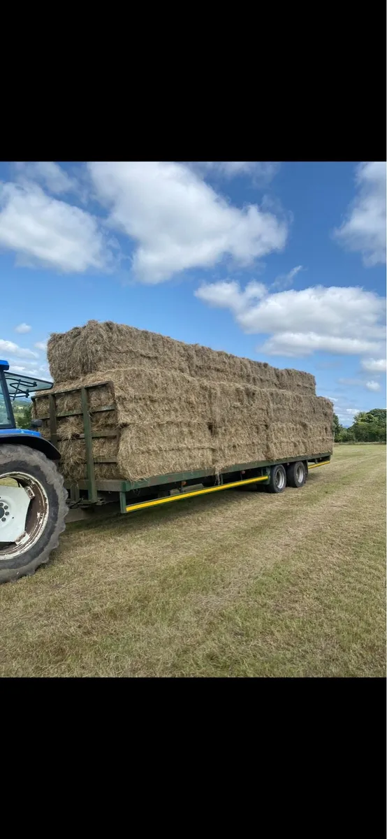 Hay square bales - Image 2