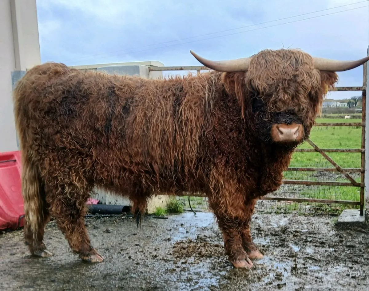 Highland Bull - Image 1