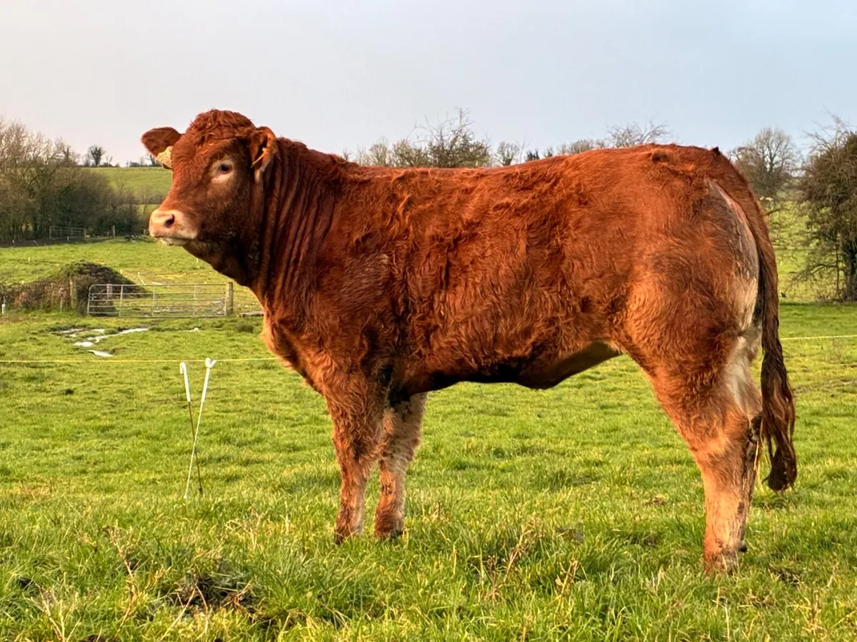 Two Pedigree Limousin Heifers - Image 1