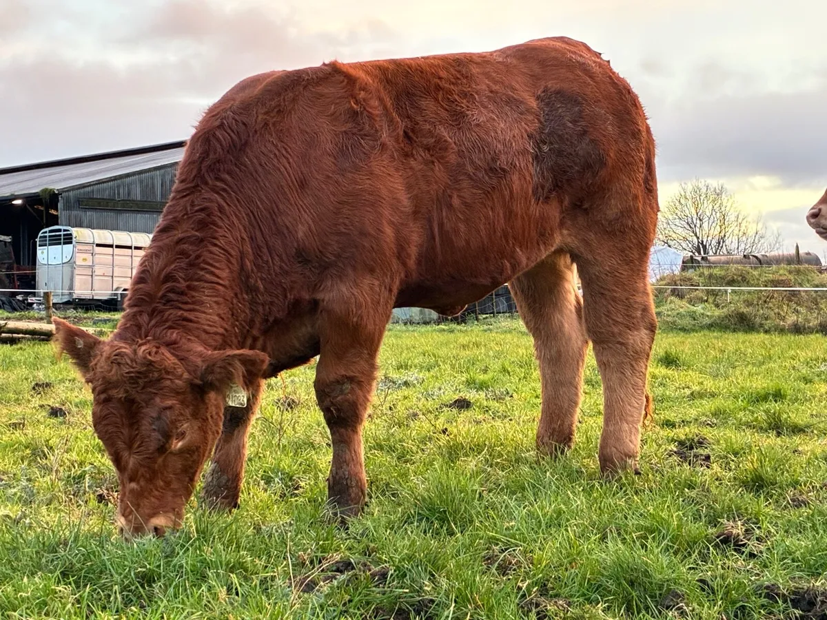 Two Pedigree Limousin Heifers - Image 3