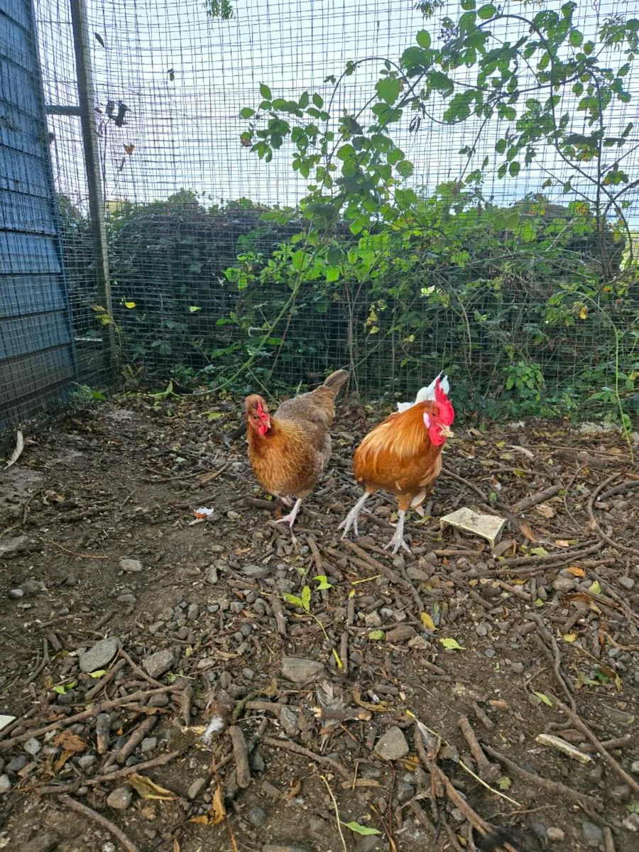 Rare Friesian Cockerells - Image 4