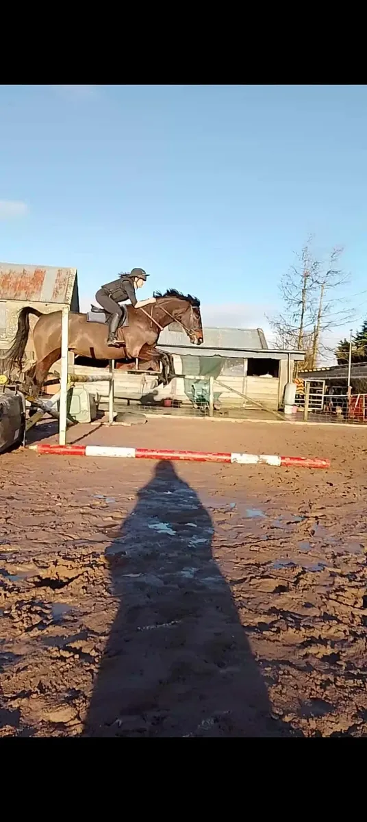 17hh, 6yr old gelding *REDUCED*** - Image 4