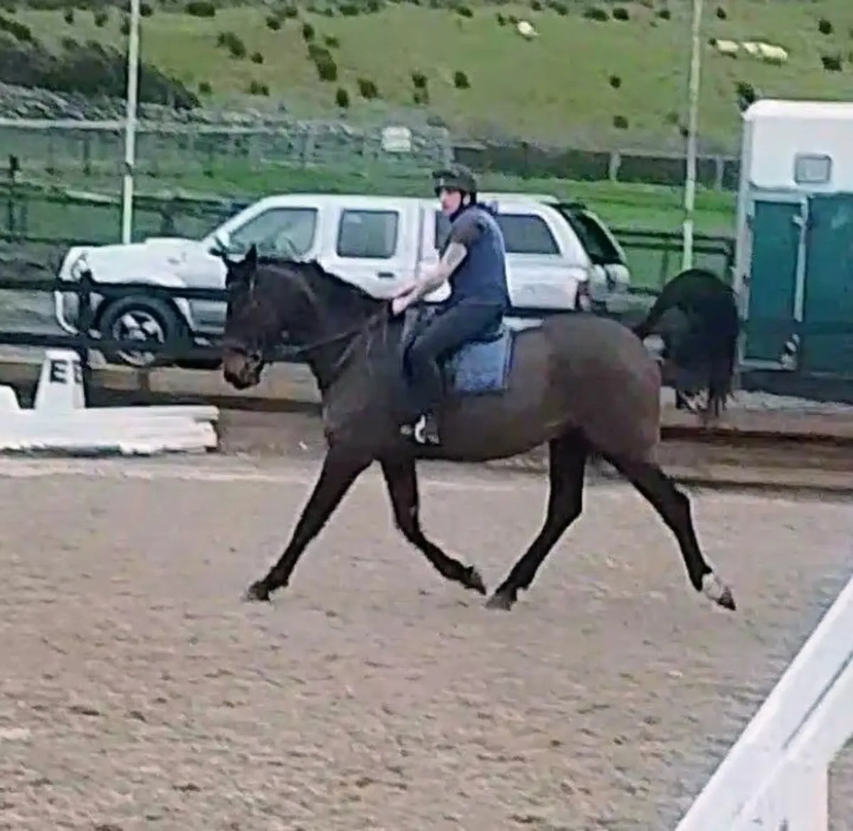 17hh, 6yr old gelding *REDUCED*** - Image 4