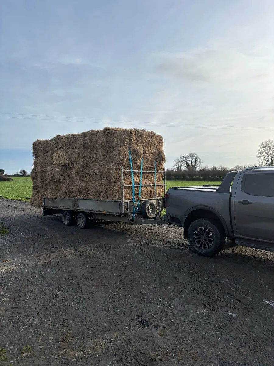 Hay - Image 4