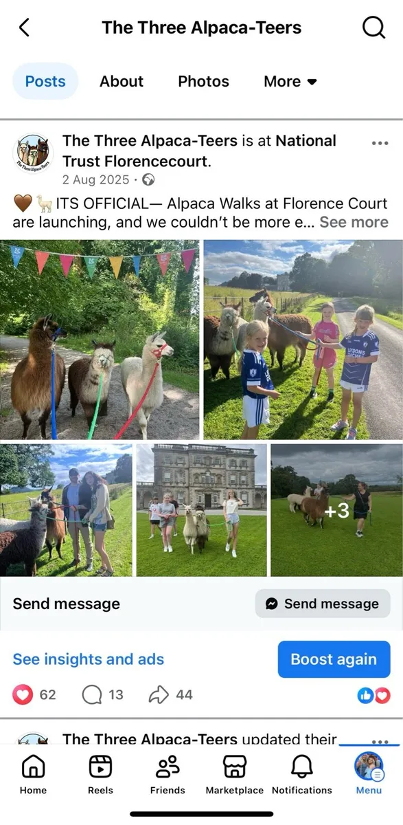 Alpacas for sale - Image 4